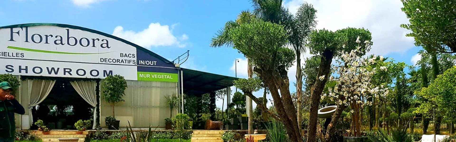 Plantes naturelles & vertes pour bureau à Montpellier - Florabora