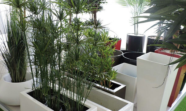 Pots et plantes Florabora - Showroom Florabora Maroc Pots et plantes Florabora - Showroom Florabora Maroc