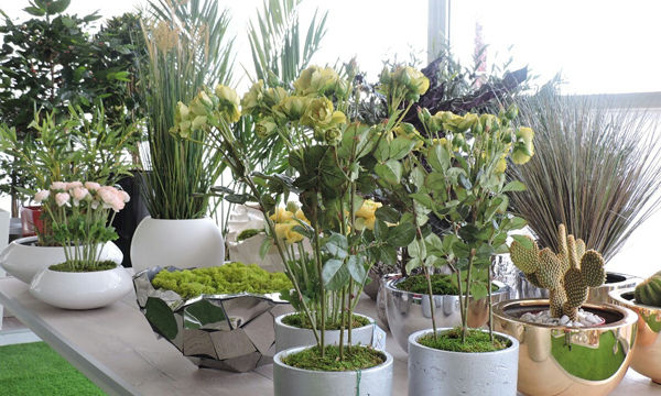Pots et plantes Florabora - Showroom Florabora Maroc Pots et plantes Florabora - Showroom Florabora Maroc